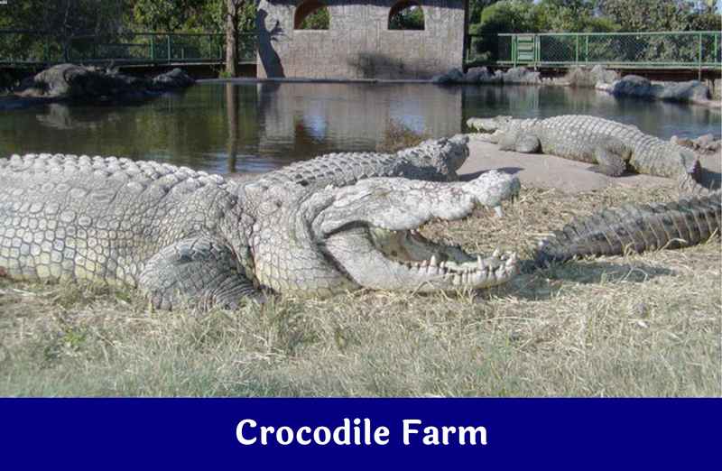 Crocodile Farm – LVVP